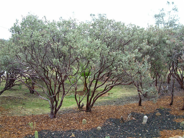 Plant photo of: Arctostaphylos bakeri 'Louis Edmunds'