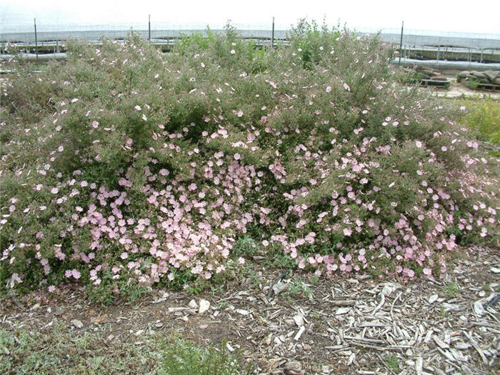 Plant photo of: Cistus X skanbergii