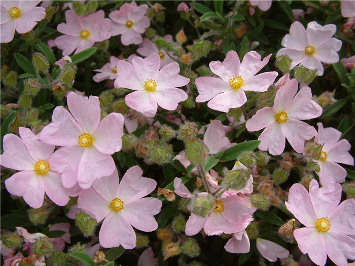 Plant photo of: Cistus X skanbergii