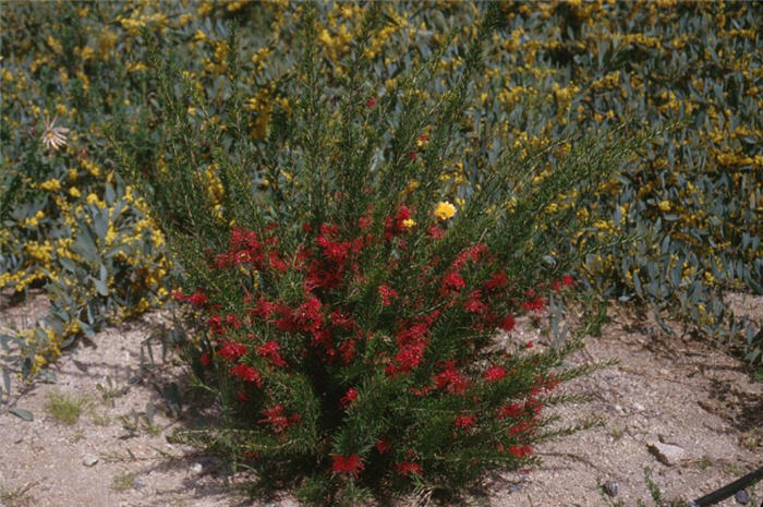 Plant photo of: Grevillea 'Canberra Gem'