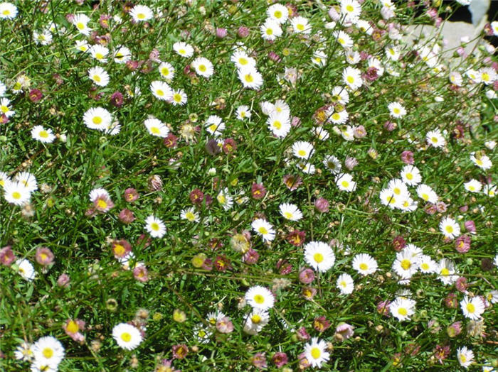 Plant photo of: Erigeron karvinskianus