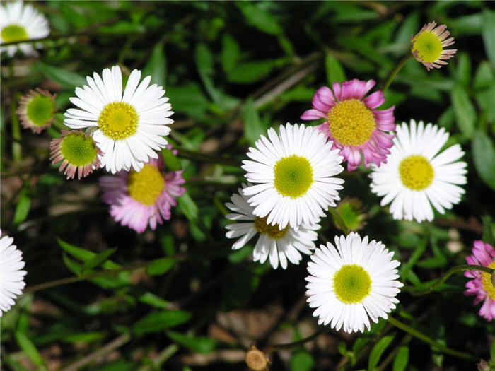 Plant photo of: Erigeron karvinskianus