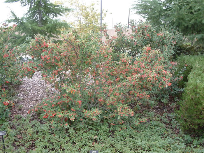 Plant photo of: Cotoneaster lacteus