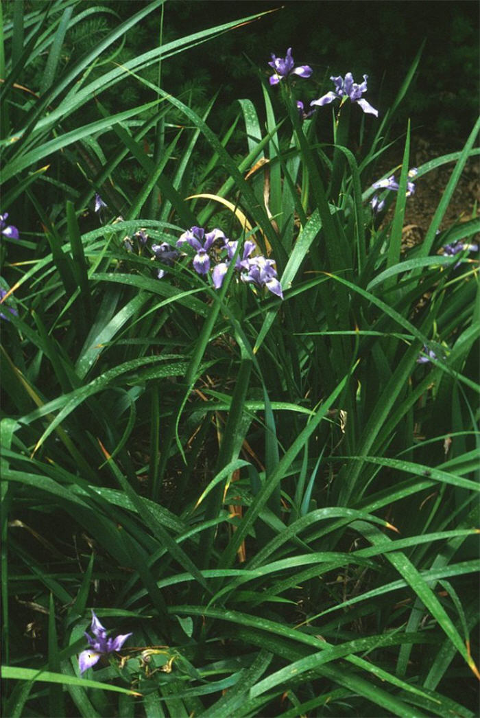 Plant photo of: Iris douglasiana