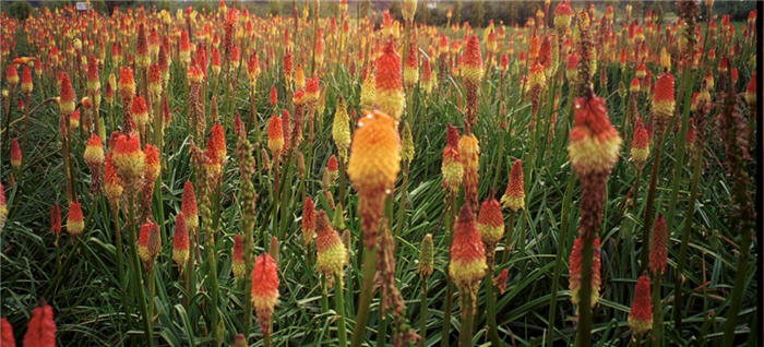 Plant photo of: Kniphofia uvaria