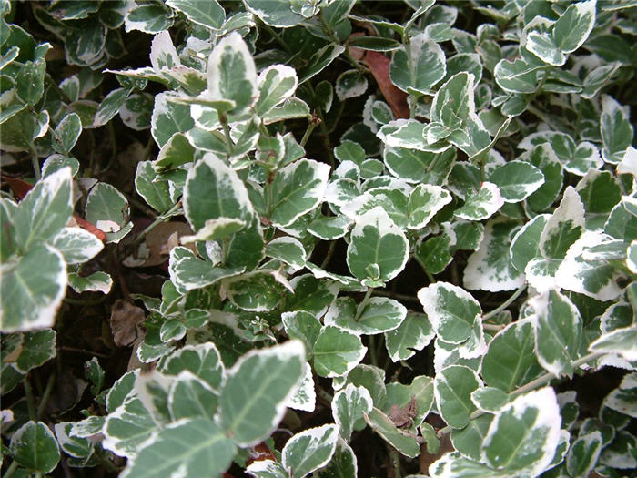 Plant photo of: Hedera helix 'Variegata'