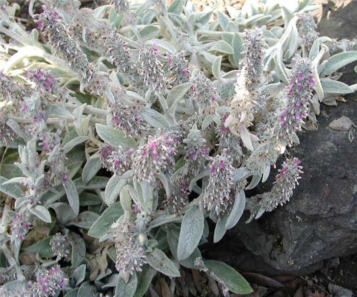 Plant photo of: Stachys byzantina