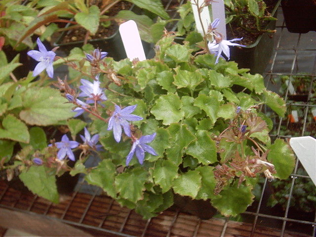 Plant photo of: Campanula poscharskyana