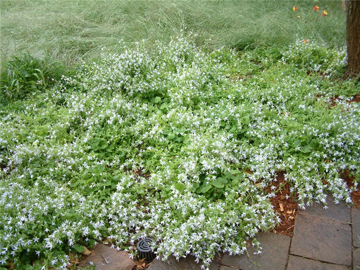 Plant photo of: Campanula poscharskyana