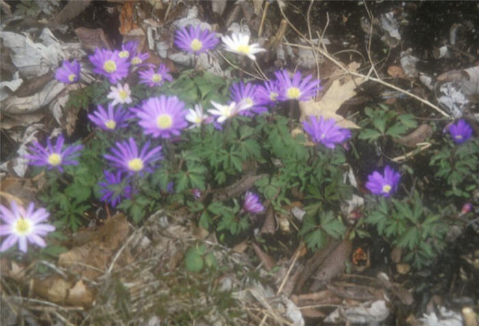 Plant photo of: Anemone blanda