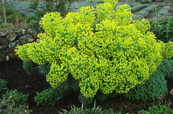 Plant photo of: Euphorbia characias wulfenii