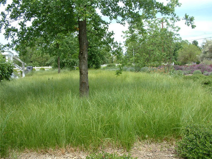 Plant photo of: Carex pansa