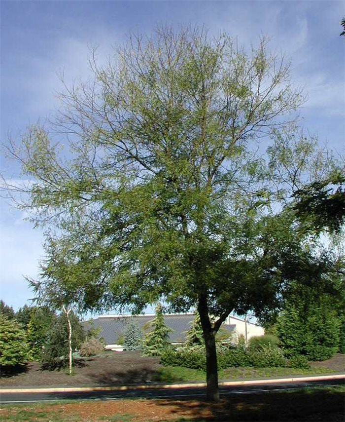 Plant photo of: Gleditsia triacanthos