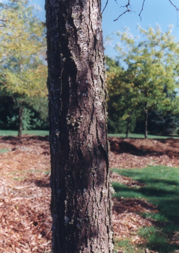 Plant photo of: Gleditsia triacanthos