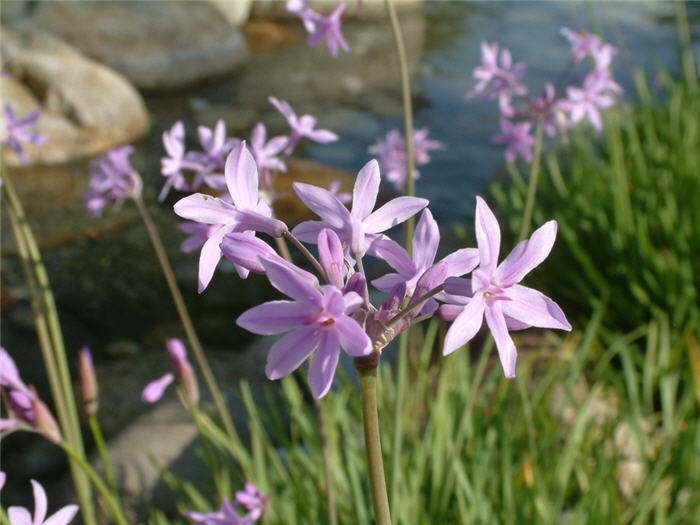 Plant photo of: Tulbaghia violacea