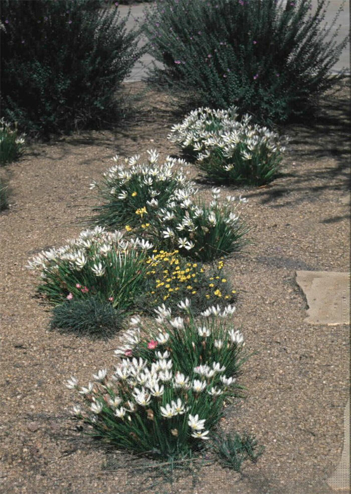 Plant photo of: Zephranthes candida