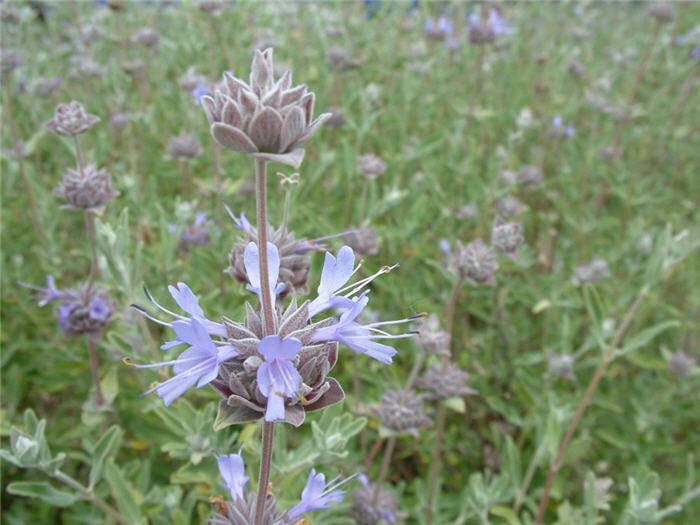 Plant photo of: Salvia X clevelandii 'Aromas'