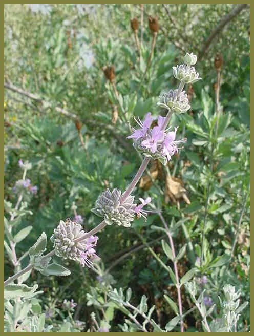 Plant photo of: Salvia leucophylla 'Point Sal Spreader'