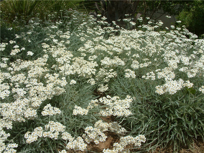 Plant photo of: Achillea X kellereri