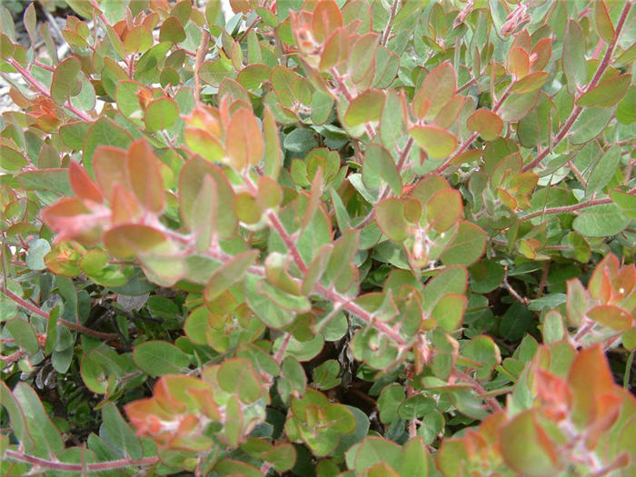 Plant photo of: Arctostaphylos 'John Dourley'