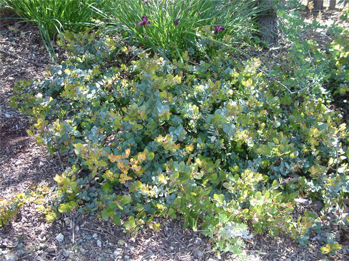 Plant photo of: Arctostaphylos 'John Dourley'