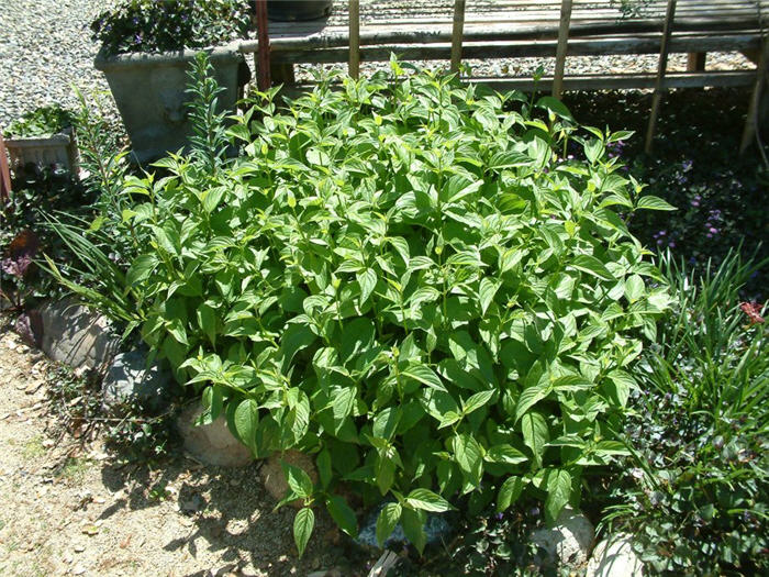 Plant photo of: Cornus stolonifera 'Flaviramea'