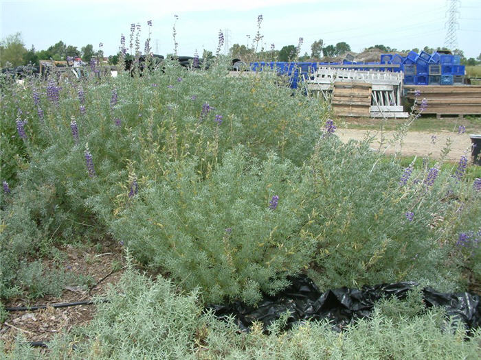 Plant photo of: Lupinus albifrons