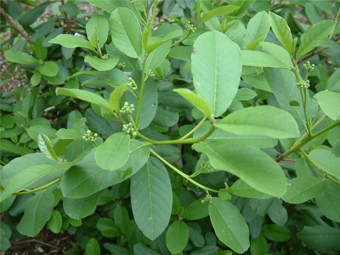 Plant photo of: Rhamnus californica 'Eve Case'