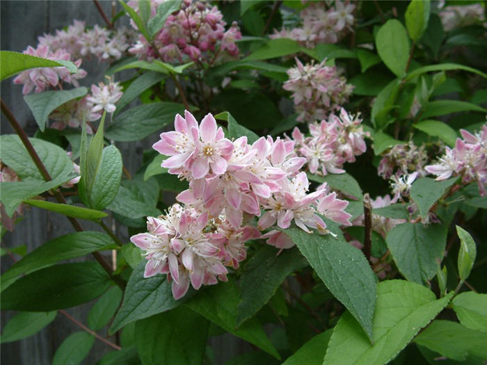 Plant photo of: Deutzia hybrida 'Pink-A-Boo'