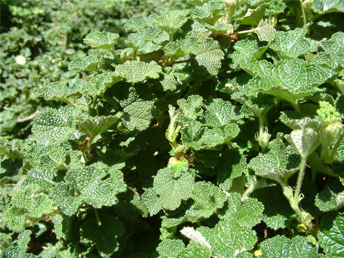 Plant photo of: Rubus rolfei