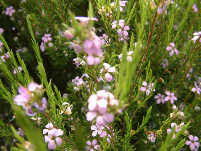 Plant photo of: Coleonema pulchellum