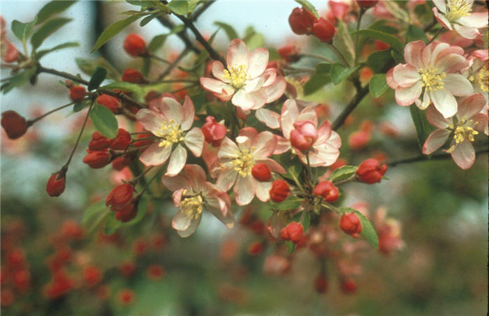 Plant photo of: Malus 'Hillieri'