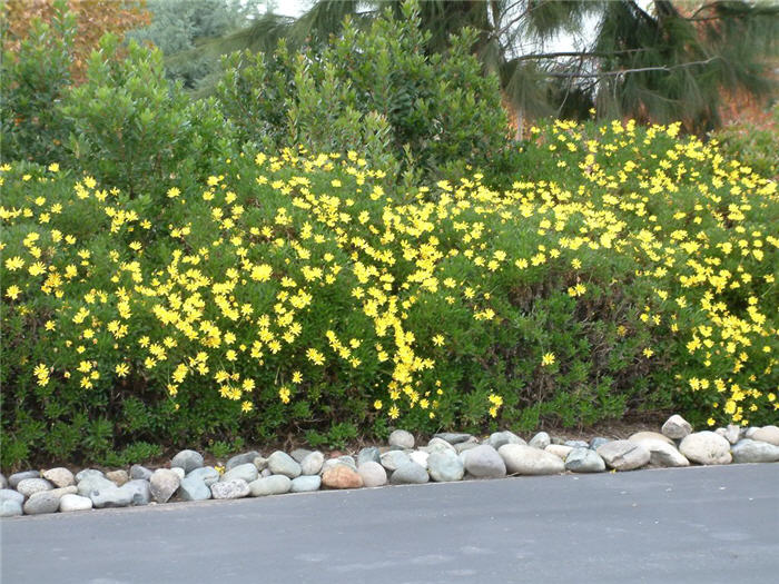 Plant photo of: Euryops pectinatus 'Viridis'