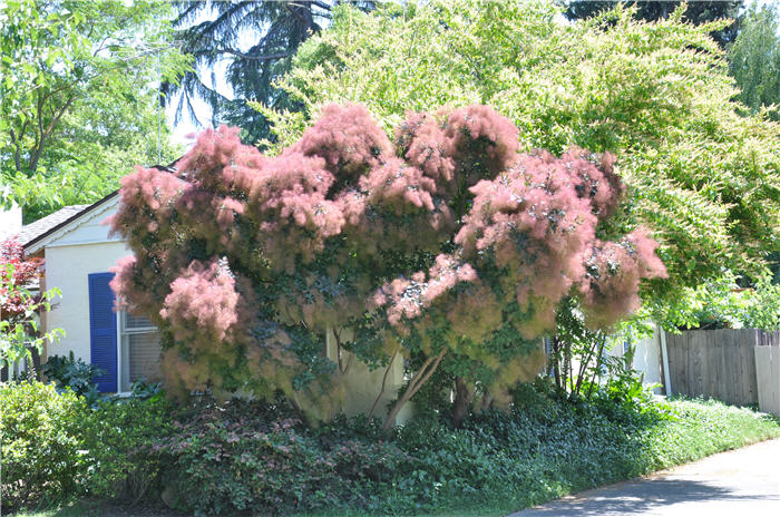 Plant photo of: Cotinus coggygria 'Purpureus'