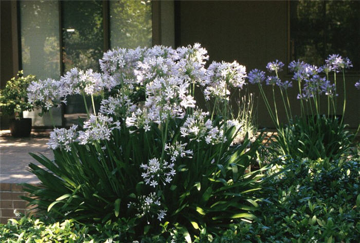 Plant photo of: Agapanthus praecox ssp.orientalis 'Albus