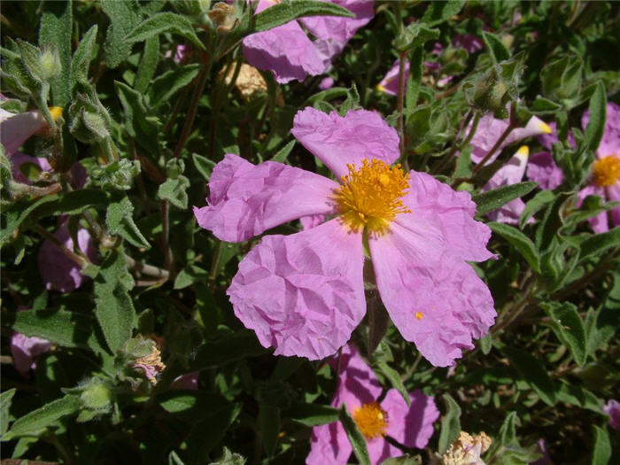 Plant photo of: Cistus crispus 'Santa Cruz'