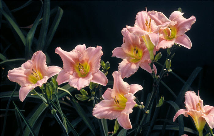 Plant photo of: Hemerocallis 'Judith'