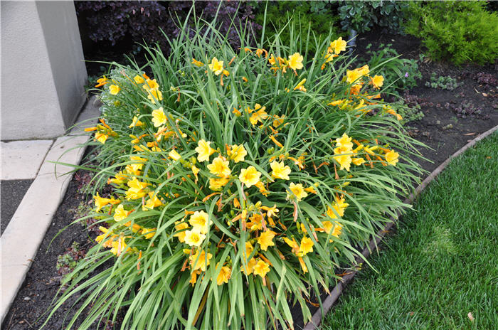 Plant photo of: Hemerocallis 'Bitsy'