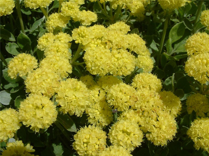 Plant photo of: Eriogonum umbellatum