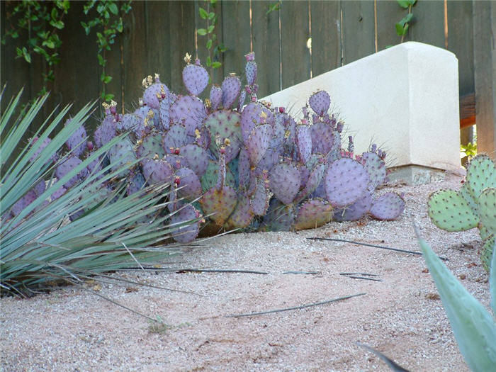 Plant photo of: Opuntia macrocentra