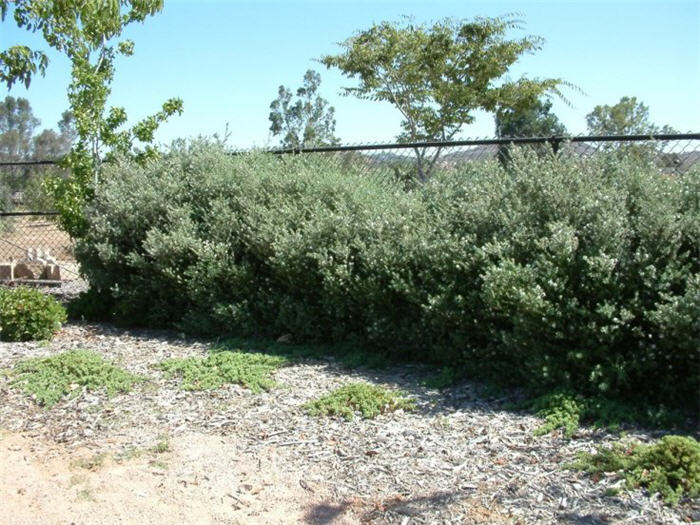 Plant photo of: Westringia fruticosa