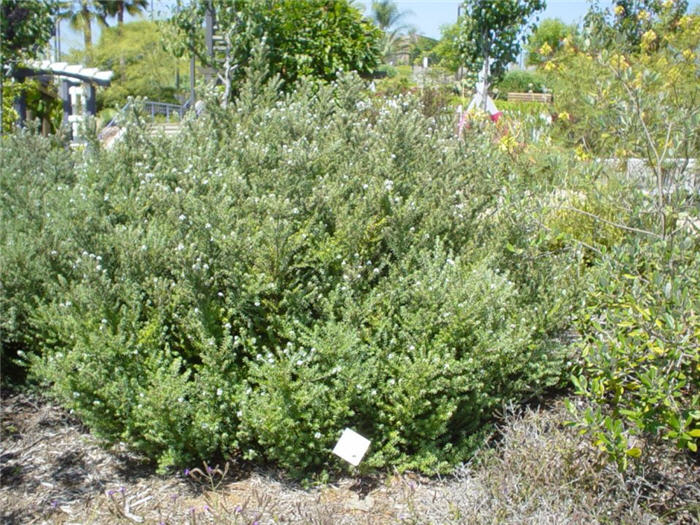 Plant photo of: Westringia fruticosa