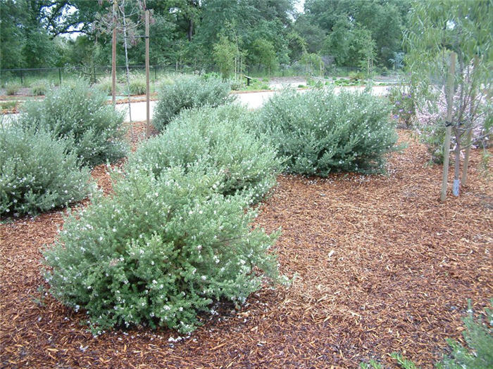 Plant photo of: Westringia fruticosa