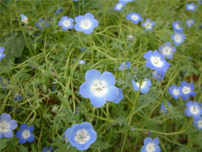 Plant photo of: Nemophila menziesii