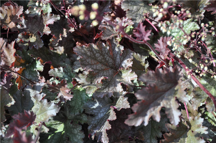 Plant photo of: Heuchera 'Persian Carpet'