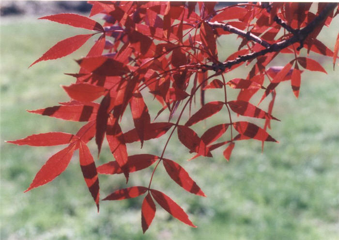 Plant photo of: Fraxinus angustifolia 'Raywood'