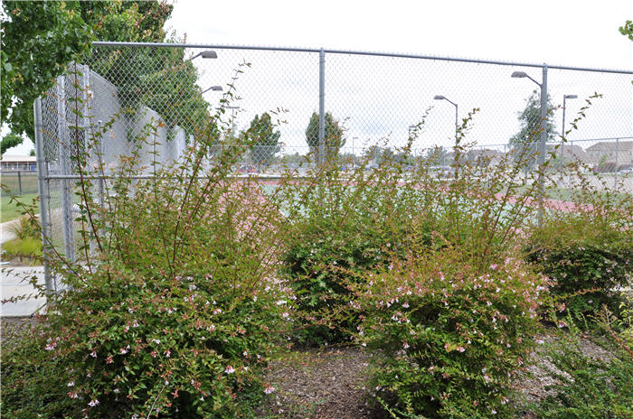 Plant photo of: Abelia grandiflora X 'Edward Goucher'