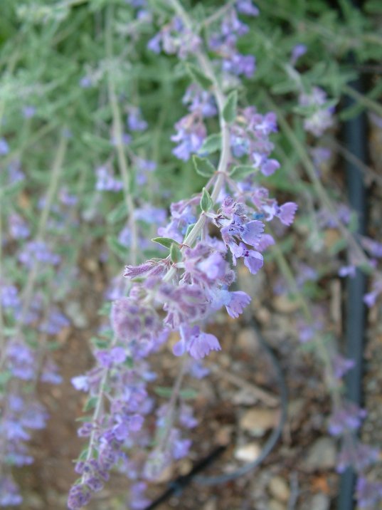 Plant photo of: Nepeta X faassenii