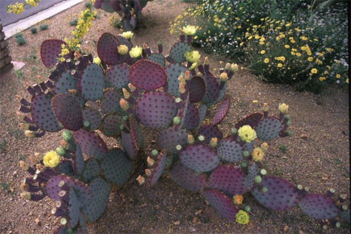 Plant photo of: Opuntia violacea santa-rita