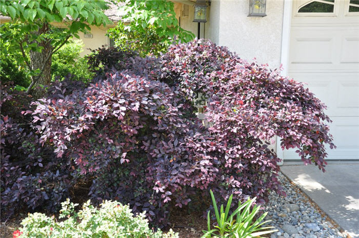 Plant photo of: Loropetalum chinense v. rubrum